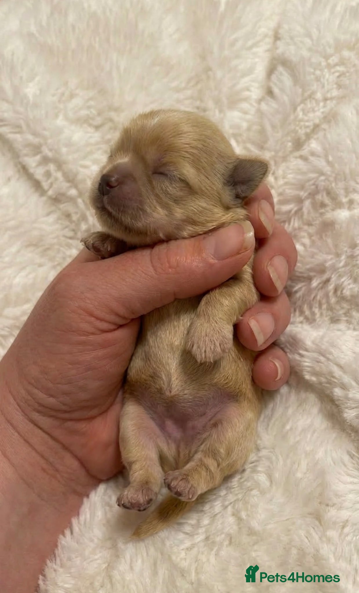 Shih Tzu dogs ❤️ tiny imperial girl left ! - Advert 1