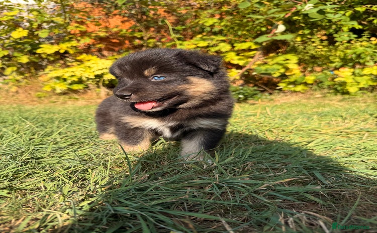 Pomsky dogs - Advert 1