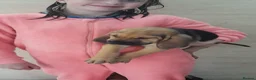 Bloodhound dogs for sale: Bloodhound Puppies - Advert 7