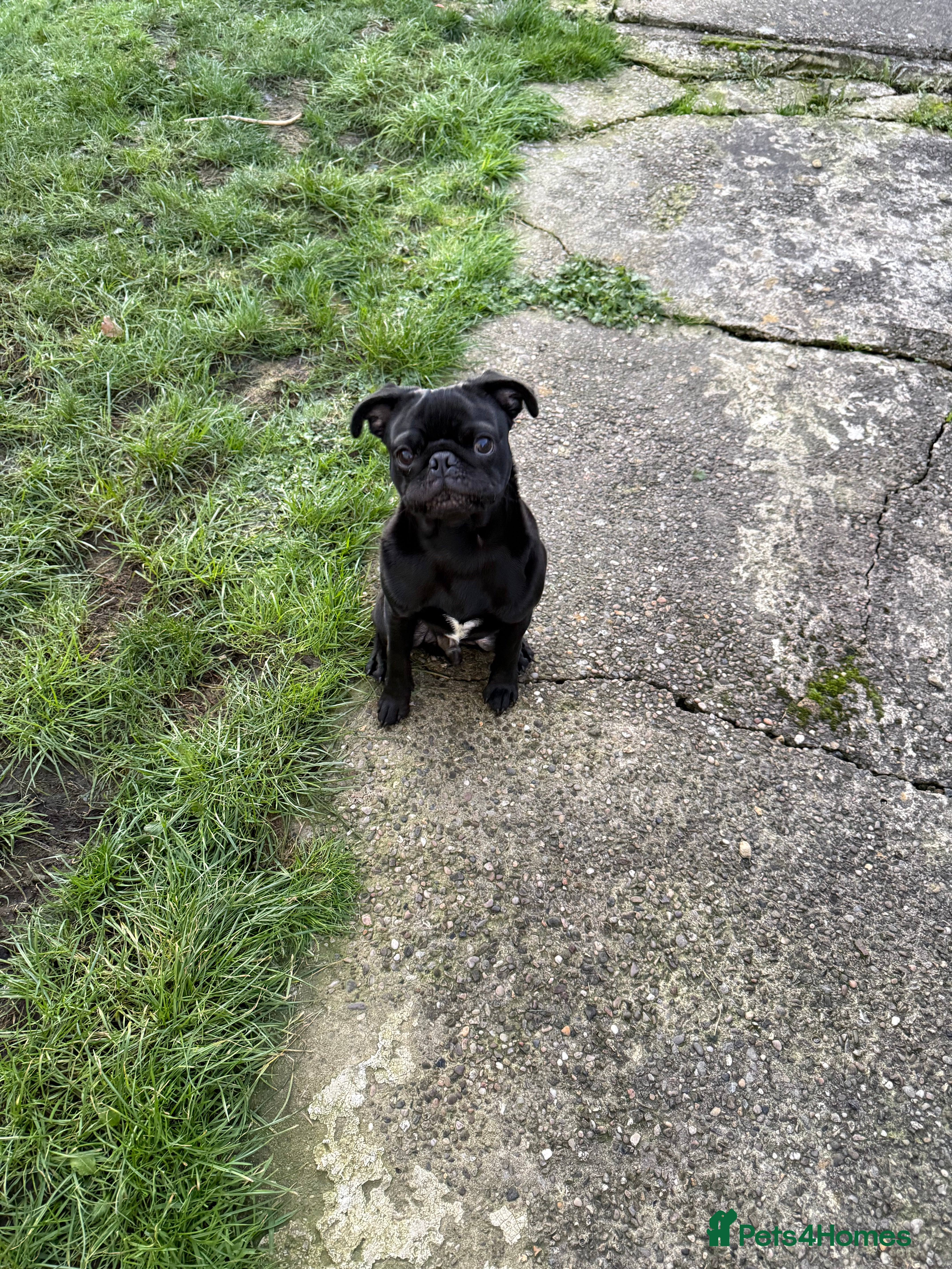 Pug dogs Pug puppy for sale - Advert 12