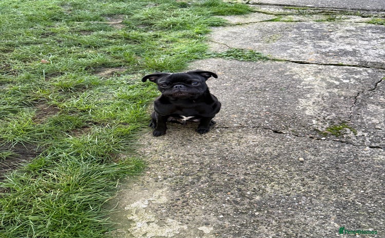 Pug dogs Pug puppy for sale - Advert 16