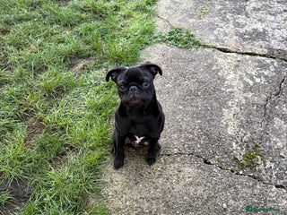 Pug dogs Pug puppy for sale - Advert 18