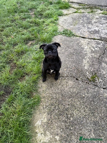 Pug dogs Pug puppy for sale - Advert 16