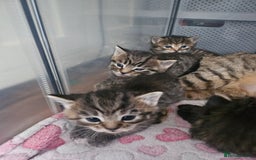 European cats for sale: 4 beautiful kittens looking for the New 🤎 home  - Image 30