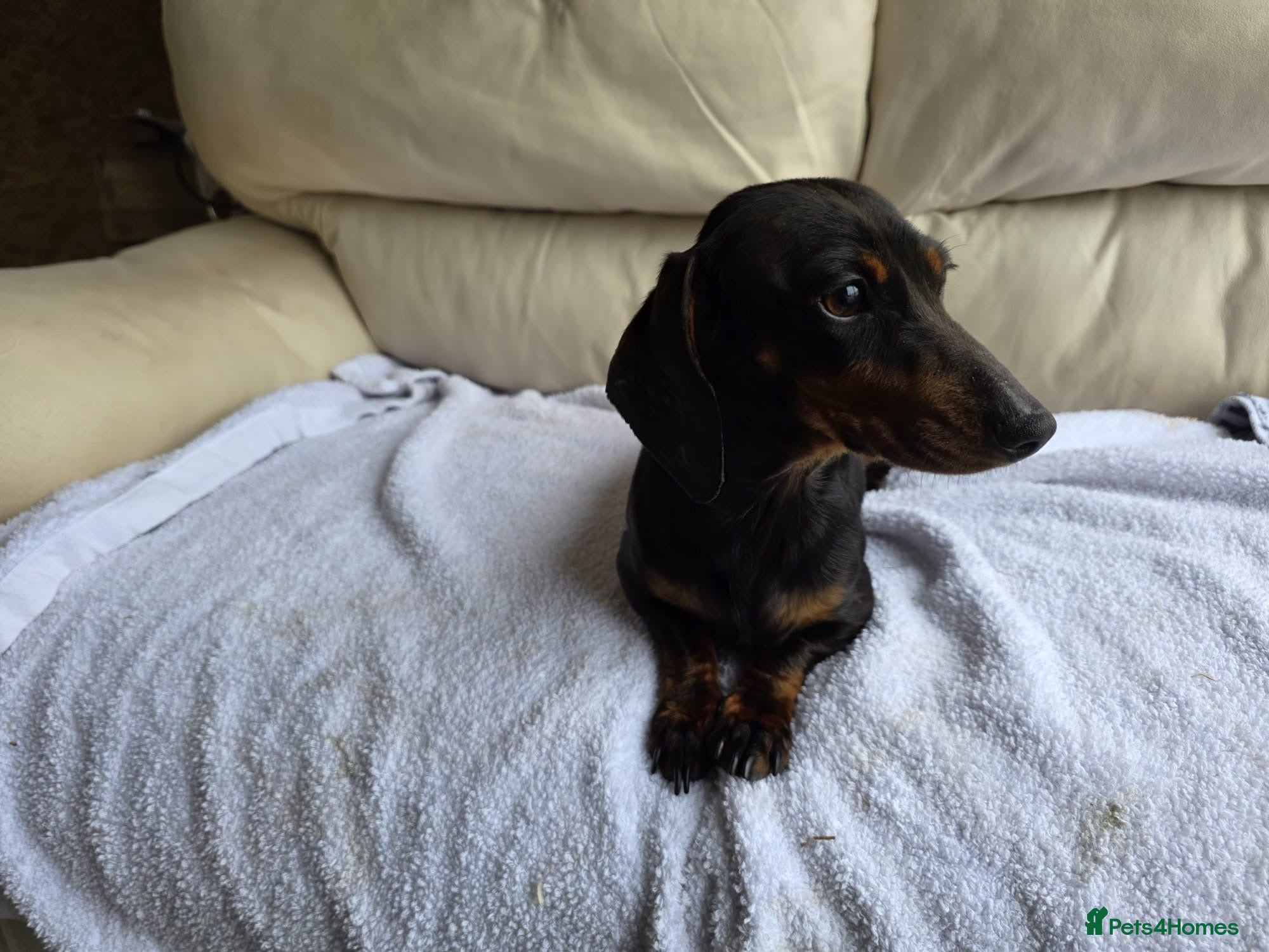 Dachshund dogs Beautiful girl for sale - Advert 1