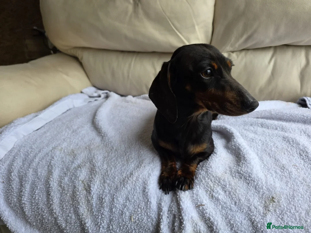 Dachshund dogs for sale: Beautiful girl for sale - Advert 1