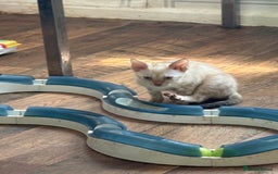 Bengal cats for sale: Snow and charcoal Bengals Registered - Image 8