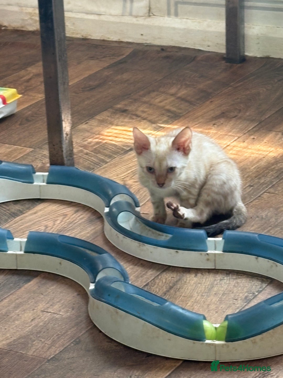 Bengal cats for sale: Snow and charcoal Bengals Registered - Image 8