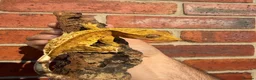 Gecko reptiles for sale: Crested Geckos  - Advert 8