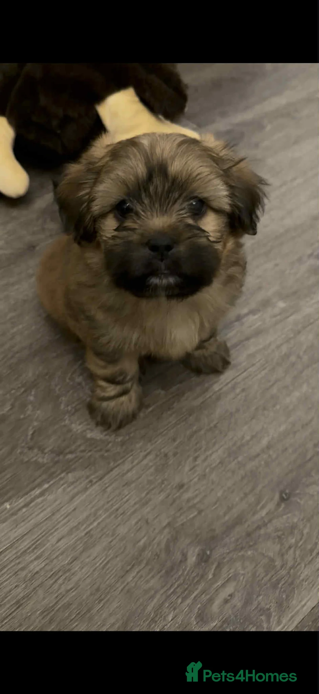 Mixed Breed dogs for sale: La-pom  pups , one boy still available  - Advert 1