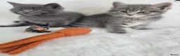 British Shorthair cats for sale: British shorthair kitten - Advert 9