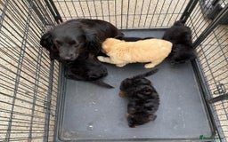 Cockapoo dogs for sale: Daisy  - Image 3