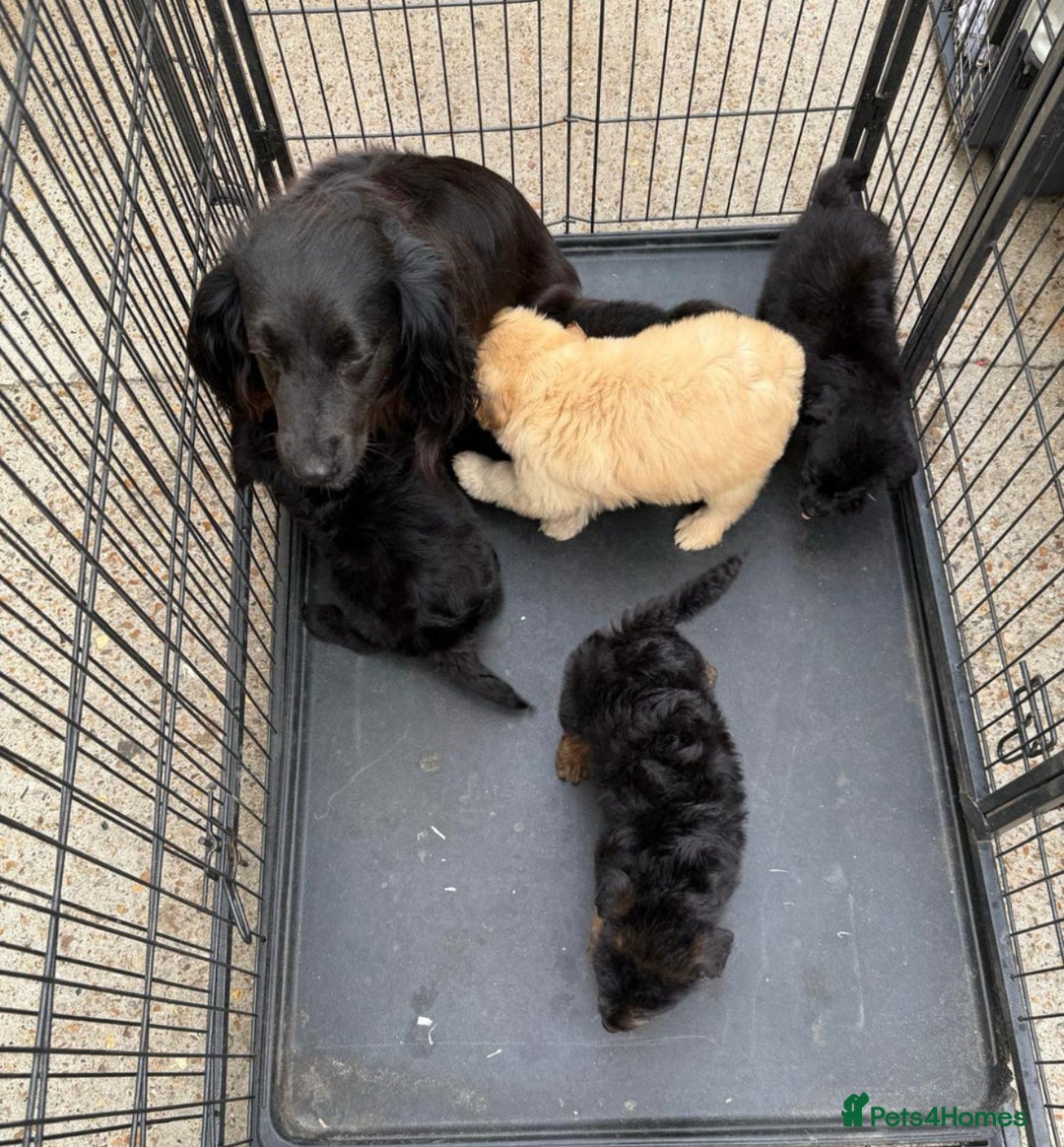 Cockapoo dogs for sale: Daisy  - Image 3