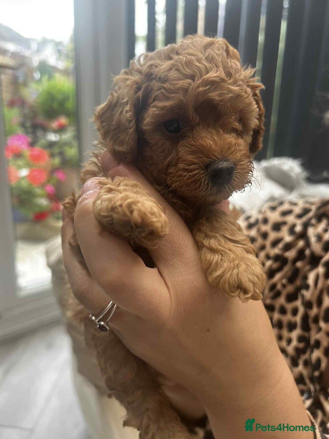 Toy Poodle dogs for sale: Stunning baby KC reg toy poodles  - Image 6