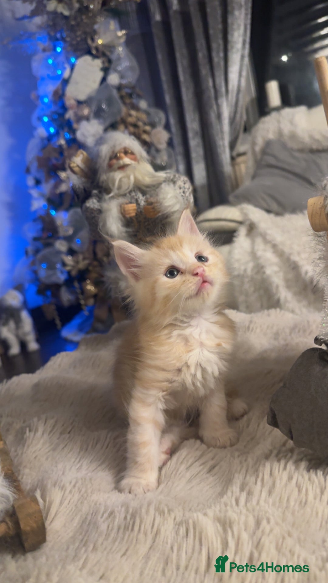 Maine Coon cats for sale: Last male left stunning Maine coon-  - Advert 5