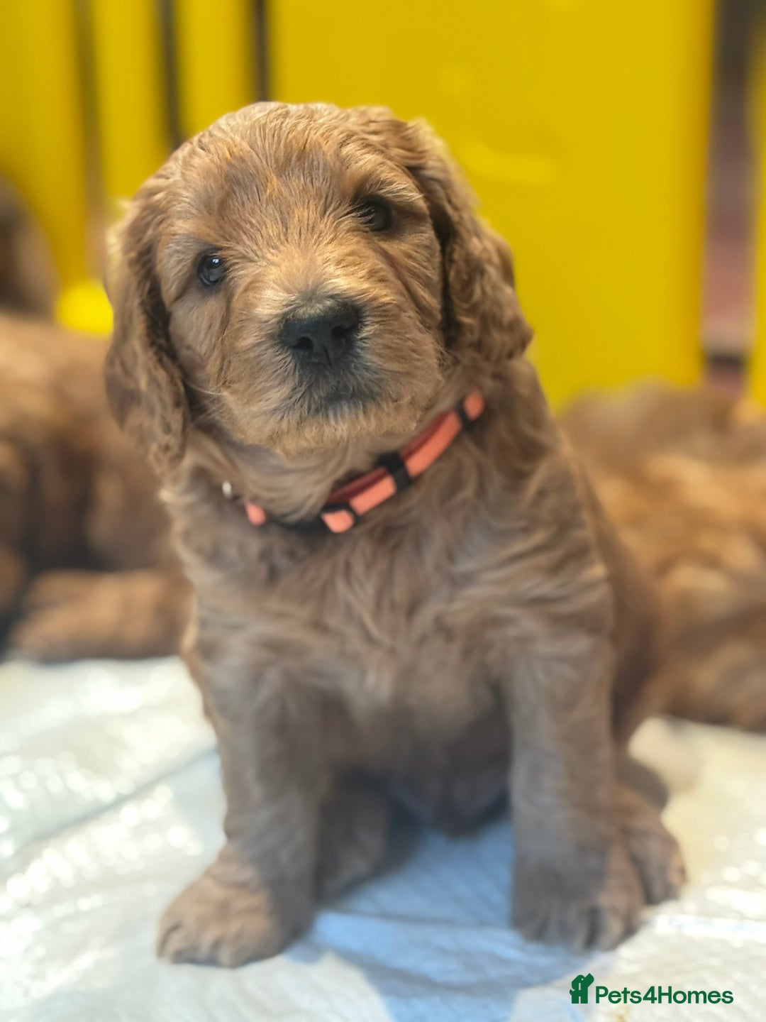 Mini Goldendoodle dogs for sale: Miniature Golden Doodle Puppies - Advert 21