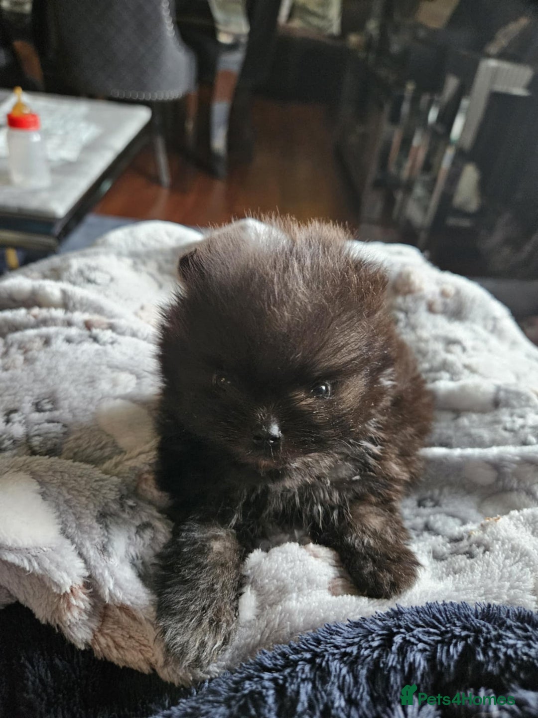 Pomeranian dogs for sale: TINY miracle KC Pomeranian 907grams at 16 weeks - Image 13
