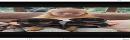 Rottweiler dogs for sale: Long haired Rottweilers  - Advert 25