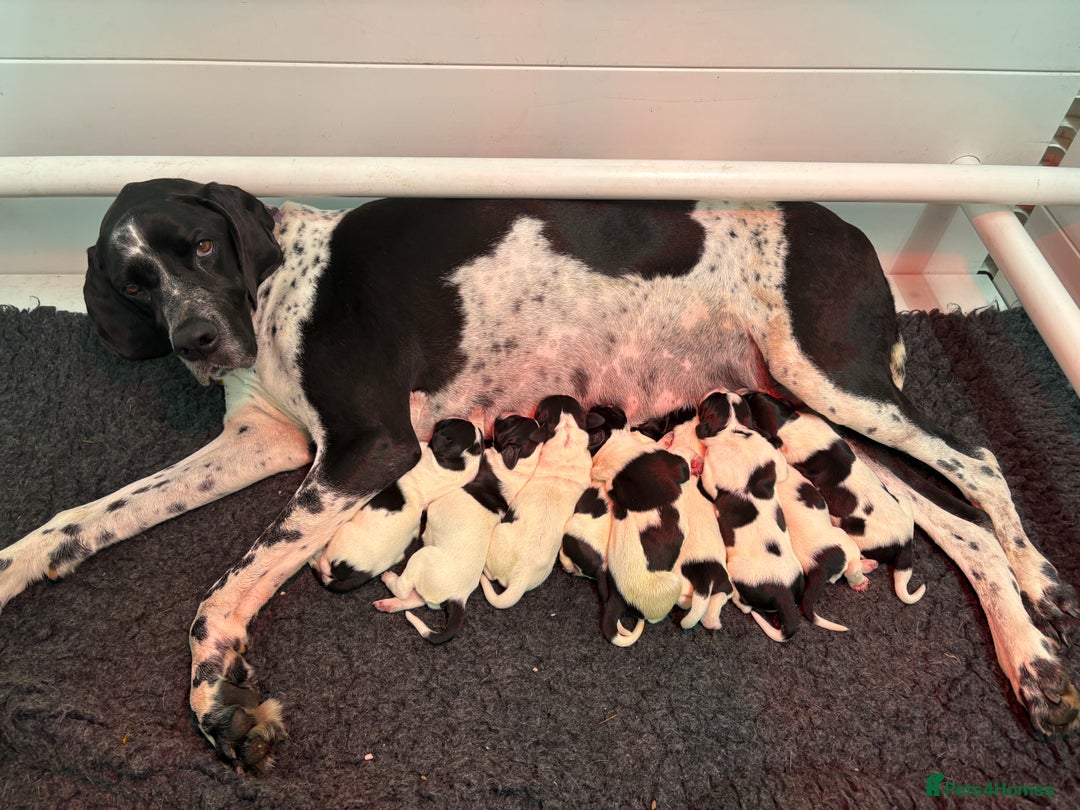 Pointer dogs for sale: English Pointer Puppies available 8th January  - Advert 2