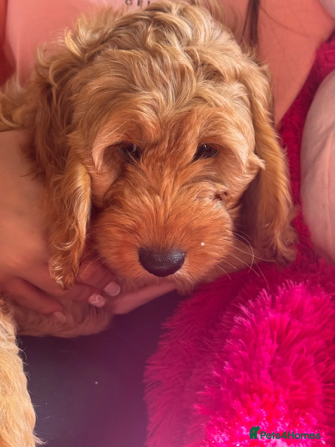 Cockapoo dogs for sale: Red & Apricot Cockapoo Puppies in Airdrie - Advert 2
