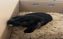 Mini Lop rabbits for sale: Mj the rabbit  - Image 4