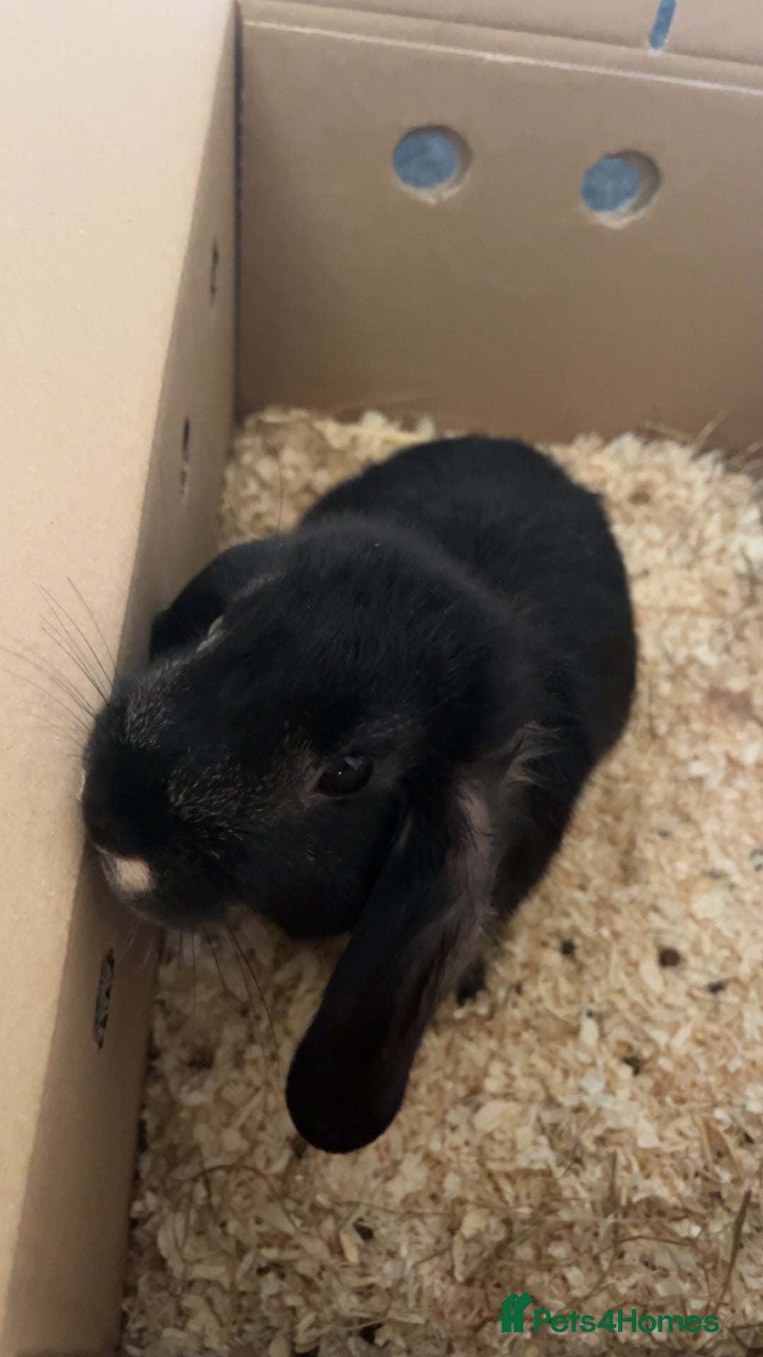 Mini Lop rabbits for sale: Mj the rabbit  - Image 4