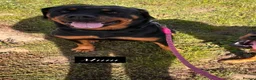 Rottweiler dogs for sale: 4 stunning Rottweiler pups available  - Advert 14