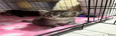 Tabby male