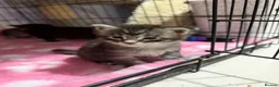 Maine Coon cats for sale: Stunning Maine coon kittens  - Advert 16