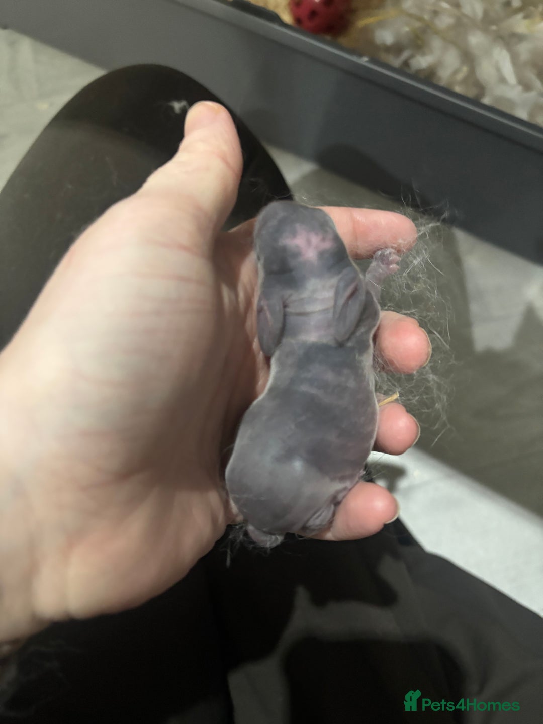 English Lop rabbits for sale: 4 baby rabbits  - Advert 5