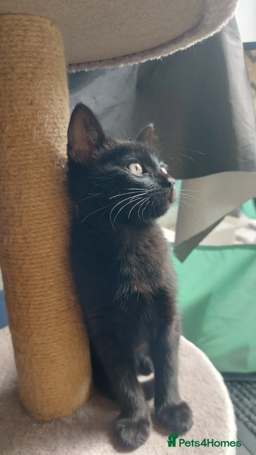 British Shorthair cats for sale: Fluffy black kittens  - Advert 7