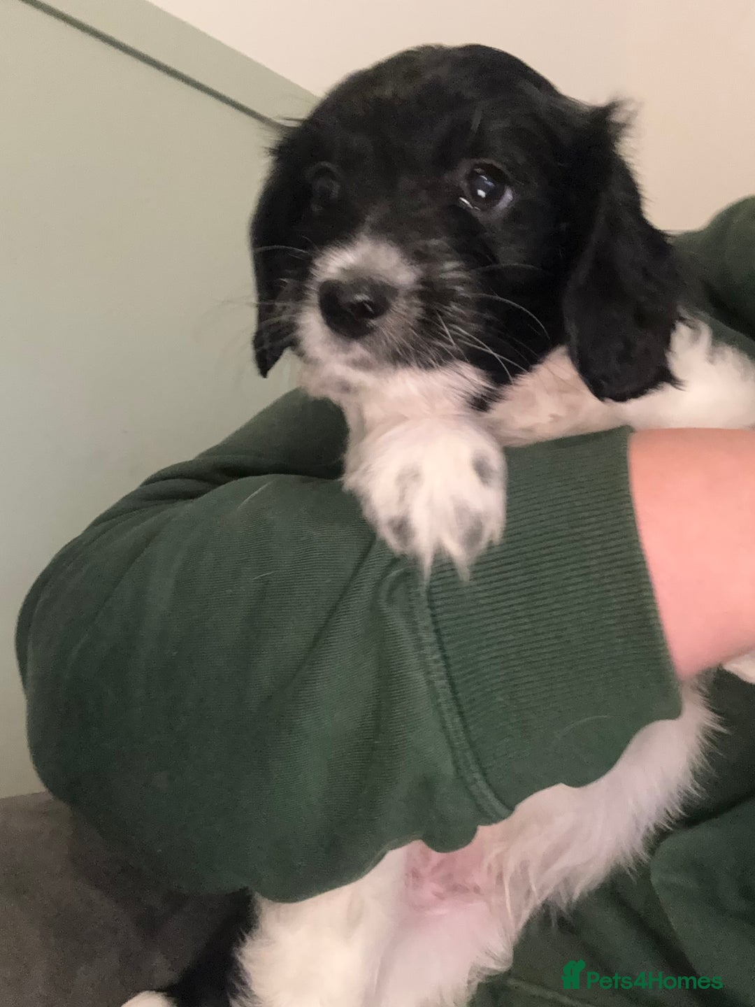 Mixed Breed dogs for sale: Two little black and white male pups left  - Advert 6