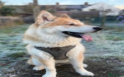 Mixed Breed dogs for sale: Beautiful Female Alaskan Malamute x Shiba Inu - Image 1