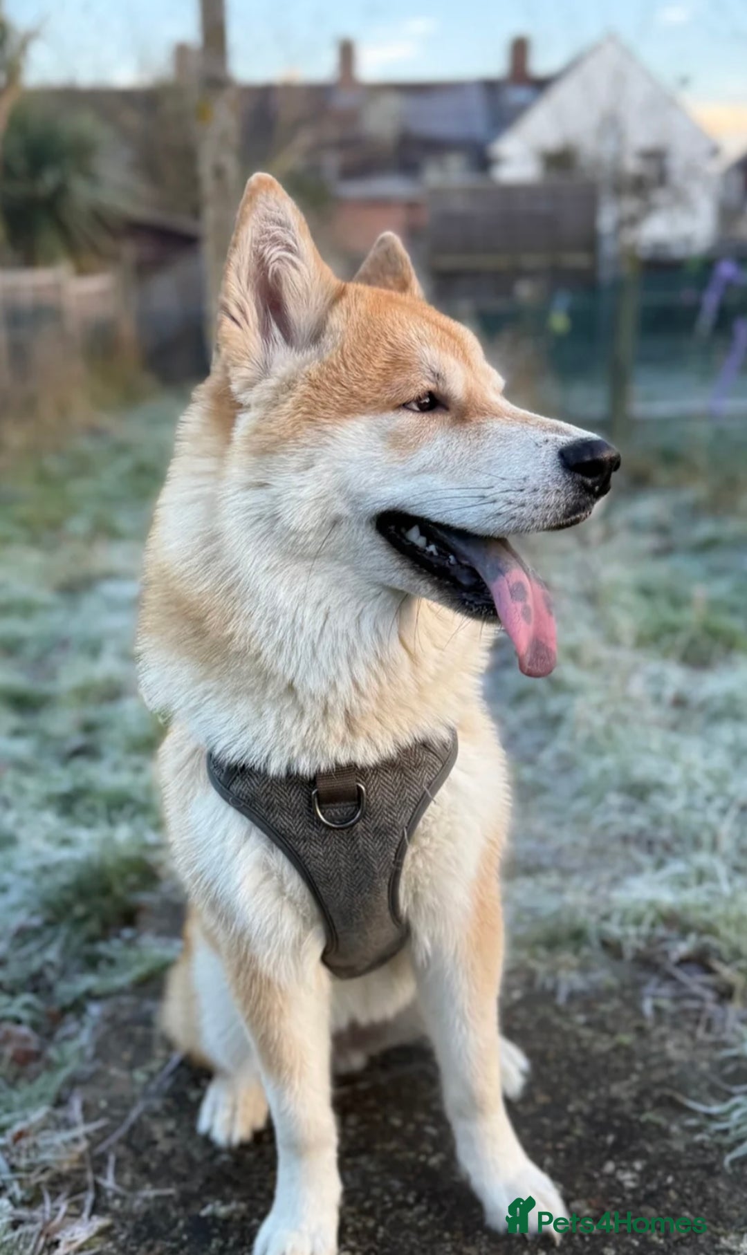 Mixed Breed dogs for sale: Beautiful Female Alaskan Malamute x Shiba Inu - Image 1