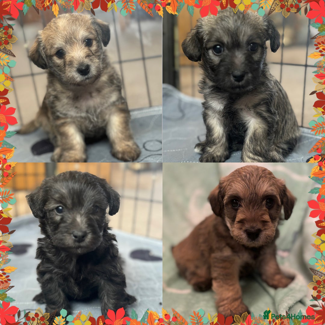 Mixed Breed dogs for sale: Westiepoo puppies - Advert 1