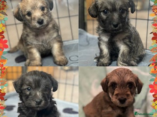 Mixed Breed dogs Westiepoo puppies - Advert 1