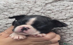 Boston Terrier dogs for sale: Superb litter of boston terriers. - Image 26