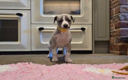 Whippet dogs for sale: Kc reg whippet females  - Advert 6