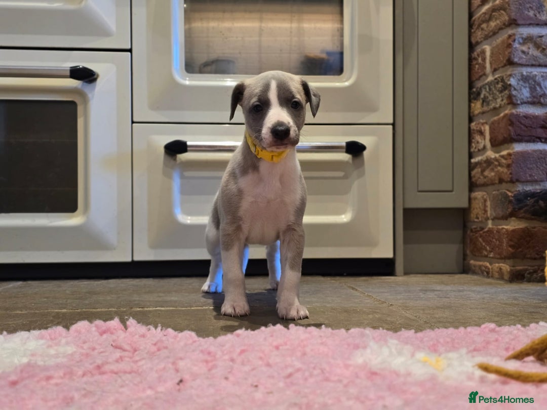 Whippet dogs for sale: Kc reg whippet females  - Advert 6