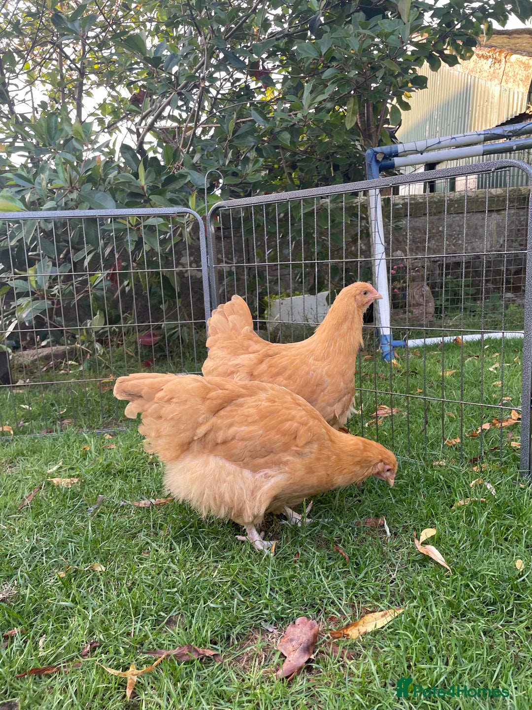 Chickens poultry for sale: Buff Orpington hens/pullets & cockerels - Image 8