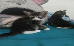 Mixed Breed cats for sale: Tabby twin boys  - Image 3