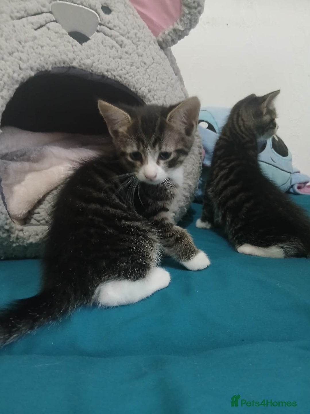 Mixed Breed cats for sale: Tabby twin boys  - Image 3