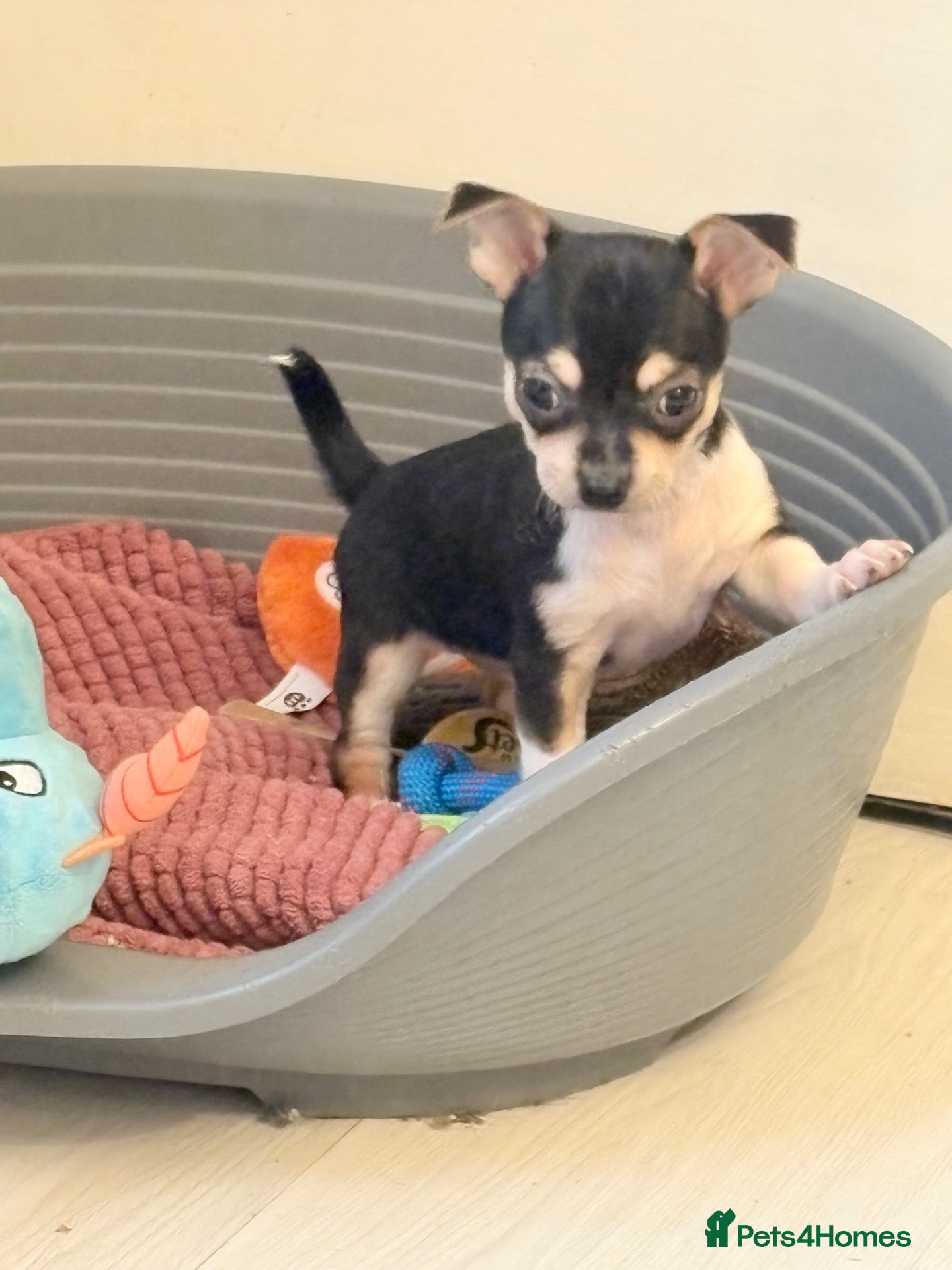 Chihuahua dogs for sale: Chihuahua puppies - Advert 5