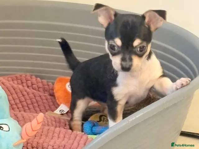 Chihuahua dogs for sale: Chihuahua puppies - Advert 5