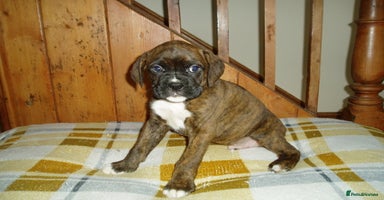 Boxer dogs - Advert 5
