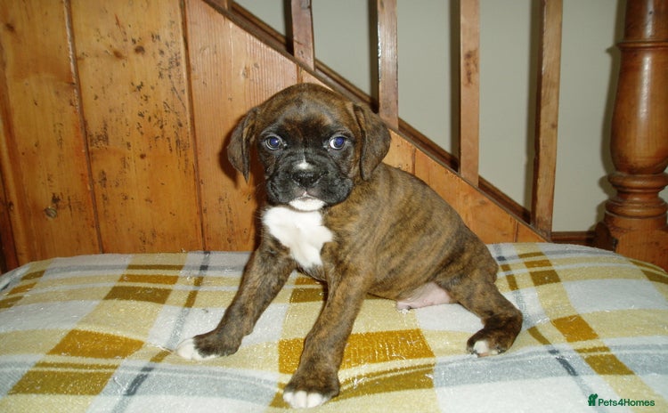 Boxer dogs - Advert 9