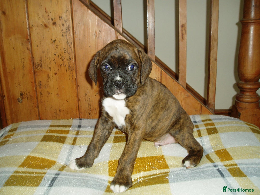 Boxer dogs for sale: Health Tested COI 1.5% KC Registered - Image 15