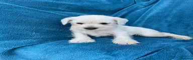 Miniature Schnauzer 8