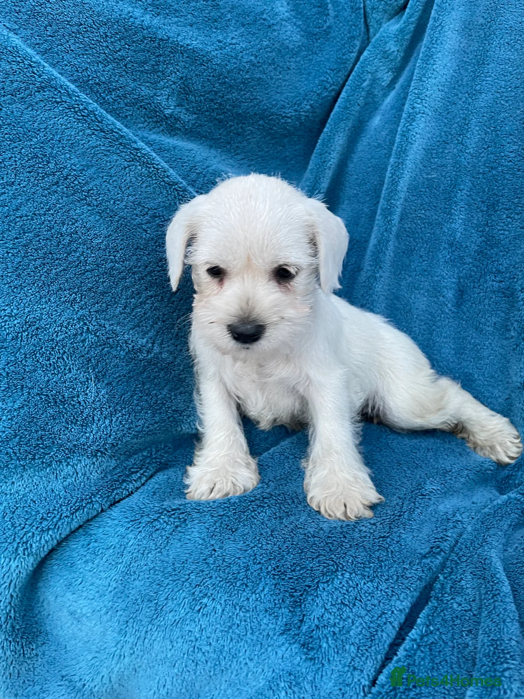 Miniature Schnauzer dogs for sale: Miniature schnauzer  - Advert 2