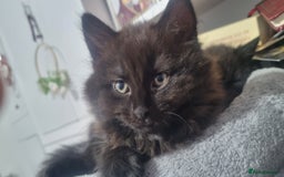 Turkish Angora cats for sale: Beautiful Fluffy Kittens Looking for Loving Homes - Image 17